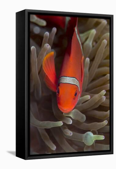 Spine-Cheek Anemonefish (Premnas Biaculeatus), Queensland, Australia, Pacific-Louise Murray-Framed Stretched Canvas