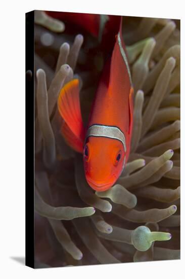 Spine-Cheek Anemonefish (Premnas Biaculeatus), Queensland, Australia, Pacific-Louise Murray-Stretched Canvas