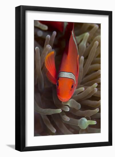 Spine-Cheek Anemonefish (Premnas Biaculeatus), Queensland, Australia, Pacific-Louise Murray-Framed Photographic Print