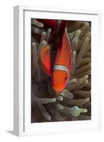 Spine-Cheek Anemonefish (Premnas Biaculeatus), Queensland, Australia, Pacific-Louise Murray-Framed Photographic Print