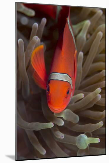 Spine-Cheek Anemonefish (Premnas Biaculeatus), Queensland, Australia, Pacific-Louise Murray-Mounted Photographic Print