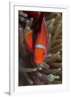 Spine-Cheek Anemonefish (Premnas Biaculeatus), Queensland, Australia, Pacific-Louise Murray-Framed Photographic Print