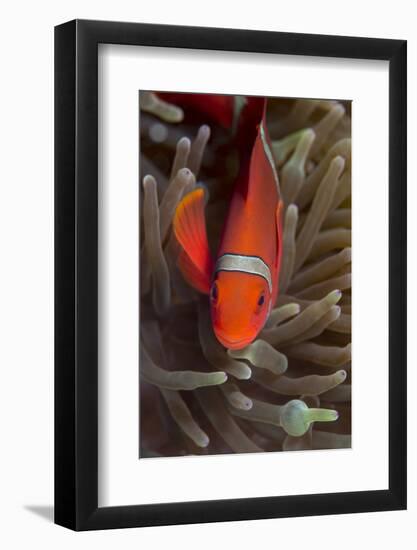 Spine-Cheek Anemonefish (Premnas Biaculeatus), Queensland, Australia, Pacific-Louise Murray-Framed Photographic Print