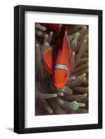 Spine-Cheek Anemonefish (Premnas Biaculeatus), Queensland, Australia, Pacific-Louise Murray-Framed Photographic Print