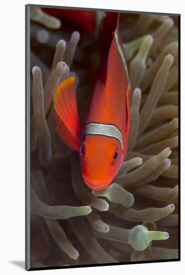 Spine-Cheek Anemonefish (Premnas Biaculeatus), Queensland, Australia, Pacific-Louise Murray-Mounted Photographic Print