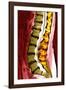 Spine Degeneration, MRI Scan-Du Cane Medical-Framed Photographic Print