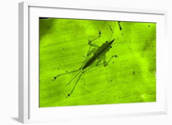 Spine-Headed Katydid Nymph, Yasuni NP, Amazon Rainforest, Ecuador-Pete Oxford-Framed Photographic Print