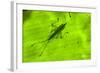 Spine-Headed Katydid Nymph, Yasuni NP, Amazon Rainforest, Ecuador-Pete Oxford-Framed Photographic Print