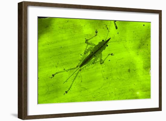 Spine-Headed Katydid Nymph, Yasuni NP, Amazon Rainforest, Ecuador-Pete Oxford-Framed Photographic Print