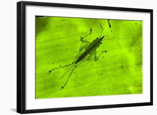 Spine-Headed Katydid Nymph, Yasuni NP, Amazon Rainforest, Ecuador-Pete Oxford-Framed Photographic Print