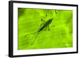 Spine-Headed Katydid Nymph, Yasuni NP, Amazon Rainforest, Ecuador-Pete Oxford-Framed Photographic Print