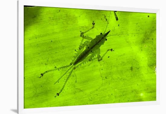 Spine-Headed Katydid Nymph, Yasuni NP, Amazon Rainforest, Ecuador-Pete Oxford-Framed Photographic Print