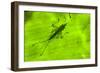 Spine-Headed Katydid Nymph, Yasuni NP, Amazon Rainforest, Ecuador-Pete Oxford-Framed Photographic Print