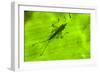 Spine-Headed Katydid Nymph, Yasuni NP, Amazon Rainforest, Ecuador-Pete Oxford-Framed Photographic Print