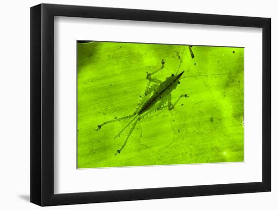 Spine-Headed Katydid Nymph, Yasuni NP, Amazon Rainforest, Ecuador-Pete Oxford-Framed Photographic Print