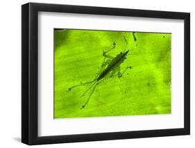 Spine-Headed Katydid Nymph, Yasuni NP, Amazon Rainforest, Ecuador-Pete Oxford-Framed Photographic Print