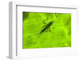 Spine-Headed Katydid Nymph, Yasuni NP, Amazon Rainforest, Ecuador-Pete Oxford-Framed Photographic Print