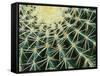 Spine Pattern Detail of Golden Barrel, Cactaceae of Central Mexico-Brent Bergherm-Framed Stretched Canvas