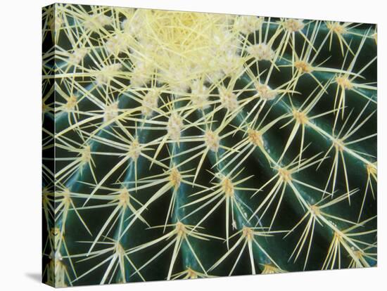 Spine Pattern Detail of Golden Barrel, Cactaceae of Central Mexico-Brent Bergherm-Stretched Canvas