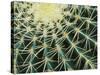 Spine Pattern Detail of Golden Barrel, Cactaceae of Central Mexico-Brent Bergherm-Stretched Canvas
