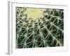 Spine Pattern Detail of Golden Barrel, Cactaceae of Central Mexico-Brent Bergherm-Framed Photographic Print