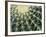 Spine Pattern Detail of Golden Barrel, Cactaceae of Central Mexico-Brent Bergherm-Framed Photographic Print