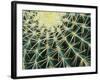 Spine Pattern Detail of Golden Barrel, Cactaceae of Central Mexico-Brent Bergherm-Framed Photographic Print