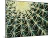 Spine Pattern Detail of Golden Barrel, Cactaceae of Central Mexico-Brent Bergherm-Mounted Photographic Print