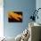 Spine Tip of Cholla Cactus-Micro Discovery-Photographic Print displayed on a wall