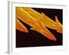 Spine Tip of Cholla Cactus-Micro Discovery-Framed Photographic Print