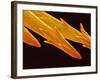 Spine Tip of Cholla Cactus-Micro Discovery-Framed Photographic Print