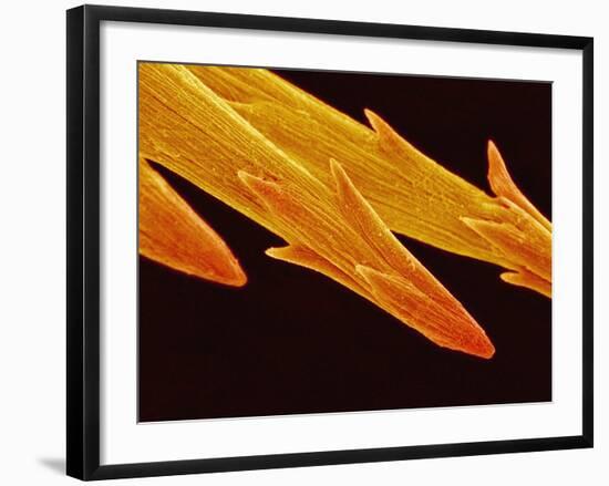 Spine Tip of Cholla Cactus-Micro Discovery-Framed Photographic Print