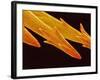 Spine Tip of Cholla Cactus-Micro Discovery-Framed Photographic Print