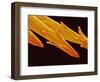 Spine Tip of Cholla Cactus-Micro Discovery-Framed Photographic Print