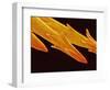 Spine Tip of Cholla Cactus-Micro Discovery-Framed Photographic Print