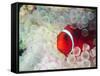 Spinecheek Anemonefish, Bulb-tipped Anemone, Great Barrier Reef, Papau New Guinea-Stuart Westmoreland-Framed Stretched Canvas