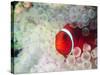 Spinecheek Anemonefish, Bulb-tipped Anemone, Great Barrier Reef, Papau New Guinea-Stuart Westmoreland-Stretched Canvas