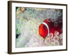 Spinecheek Anemonefish, Bulb-tipped Anemone, Great Barrier Reef, Papau New Guinea-Stuart Westmoreland-Framed Photographic Print