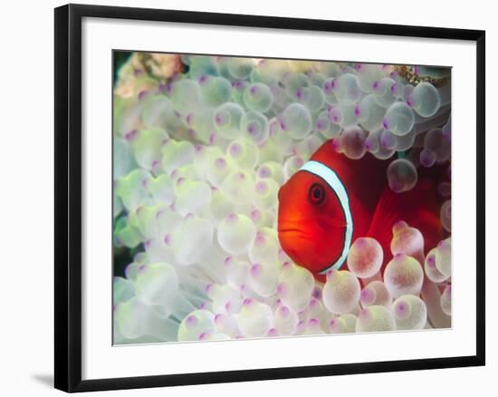 Spinecheek Anemonefish, Bulb-tipped Anemone, Great Barrier Reef, Papau New Guinea-Stuart Westmoreland-Framed Photographic Print