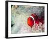 Spinecheek Anemonefish, Bulb-tipped Anemone, Great Barrier Reef, Papau New Guinea-Stuart Westmoreland-Framed Photographic Print