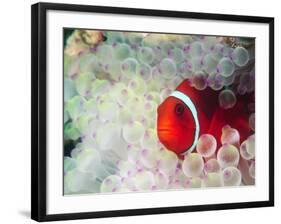 Spinecheek Anemonefish, Bulb-tipped Anemone, Great Barrier Reef, Papau New Guinea-Stuart Westmoreland-Framed Photographic Print