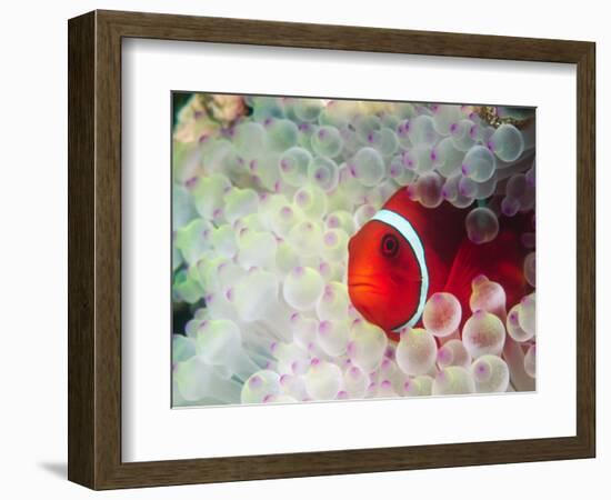 Spinecheek Anemonefish, Bulb-tipped Anemone, Great Barrier Reef, Papau New Guinea-Stuart Westmoreland-Framed Photographic Print