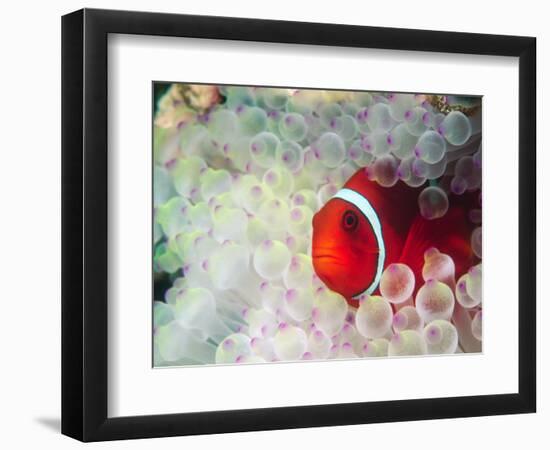 Spinecheek Anemonefish, Bulb-tipped Anemone, Great Barrier Reef, Papau New Guinea-Stuart Westmoreland-Framed Photographic Print