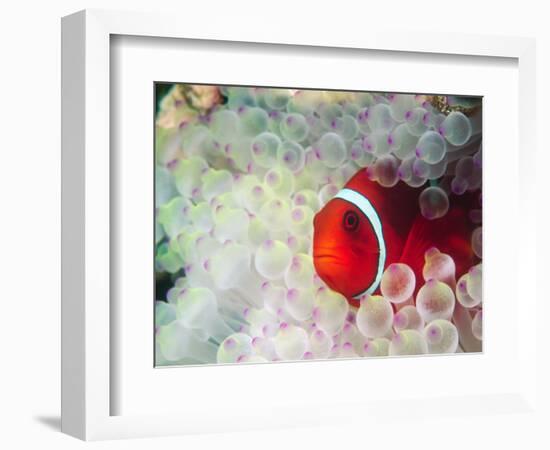 Spinecheek Anemonefish, Bulb-tipped Anemone, Great Barrier Reef, Papau New Guinea-Stuart Westmoreland-Framed Photographic Print