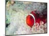 Spinecheek Anemonefish, Bulb-tipped Anemone, Great Barrier Reef, Papau New Guinea-Stuart Westmoreland-Mounted Photographic Print