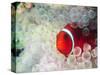 Spinecheek Anemonefish, Bulb-tipped Anemone, Great Barrier Reef, Papau New Guinea-Stuart Westmoreland-Stretched Canvas