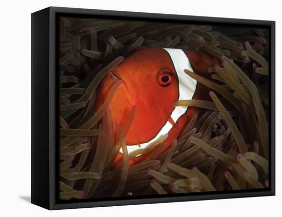 Spinecheek Anemonefish, Gorontalo, Indonesia-null-Framed Stretched Canvas