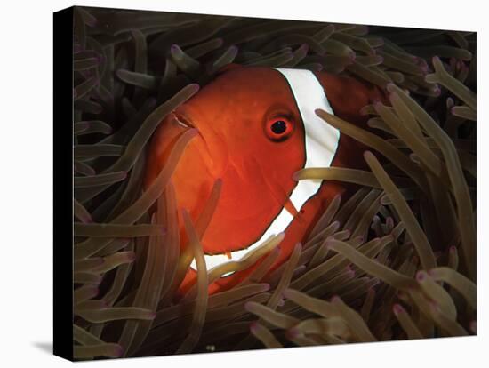 Spinecheek Anemonefish, Gorontalo, Indonesia-null-Stretched Canvas