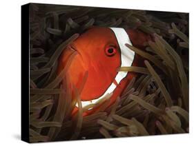 Spinecheek Anemonefish, Gorontalo, Indonesia-null-Stretched Canvas
