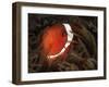 Spinecheek Anemonefish, Gorontalo, Indonesia-null-Framed Photographic Print